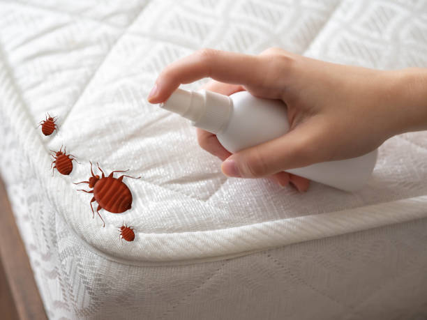 Best Local Pest Control Services  in Timberline Fernwood, AZ