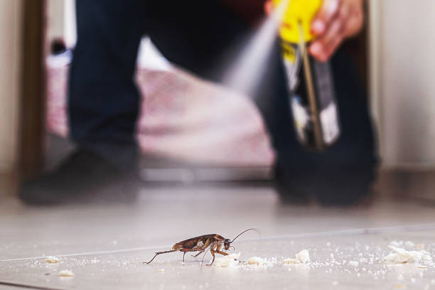 Professional Pest Control in Timberline Fernwood, AZ