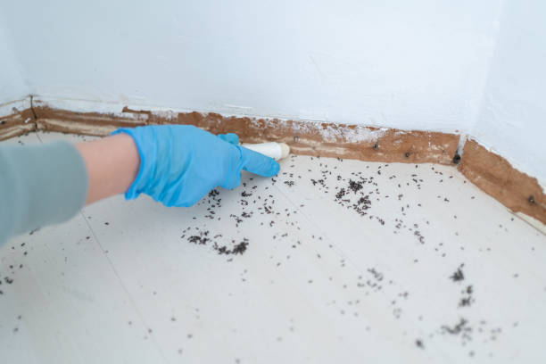 Best Pest Removal Services  in Timberline Fernwood, AZ